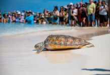 Two turtles released for Earth Day amid anti-plastic message