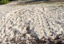 Brac discovery opens 2024 turtle nesting season