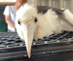 Meet Magpie, the frigatebird chick being nursed back to health