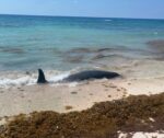 Pilot whale washes ashore on Cayman Brac