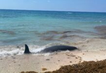 Pilot whale washes ashore on Cayman Brac