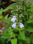 Sage advice sought on endangered herb unique to Grand Cayman