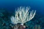 Coral bleaching: A global and local threat