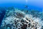 Global coral bleaching event declared