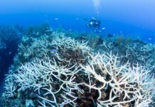 Global coral bleaching event declared