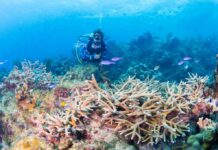 Cayman reefs in peril due to land-based pollution, scientist says