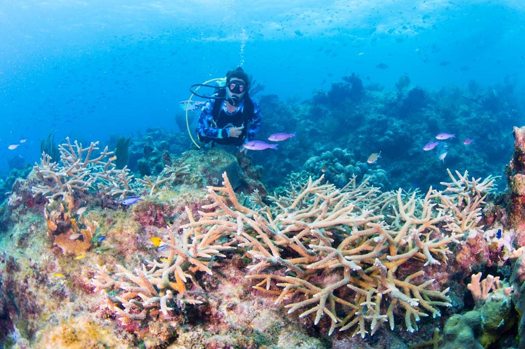 Coral-2020-comp web