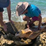 Fishermen help rescue trapped loggerhead turtle