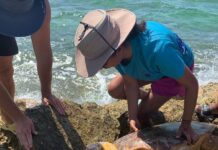 Fishermen help rescue trapped loggerhead turtle
