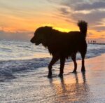 Heat-stroke deaths spark concern for Cayman’s pets