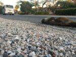 Agouti roadkills: DoE encourages drivers to ‘slow down’