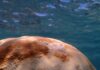 Little Cayman coral report: Bleached but not broken