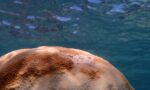 Little Cayman coral report: Bleached but not broken