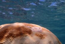 Little Cayman coral report: Bleached but not broken
