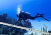 Little Cayman reef coral cover plummets to 10% after bleaching