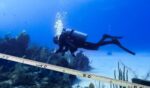 Little Cayman reef coral cover plummets to 10% after bleaching