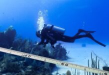 Little Cayman reef coral cover plummets to 10% after bleaching