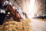 Bird flu in cows sours unpasteurised dairy imports to Cayman Cows at cowshed eating hay or fodder on dairy farm.