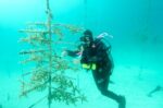 ‘Ecological grief’ of one marine eco-warrior