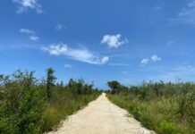Lawyer fined $40k for removing mangroves for access road Bergstrom has characterised the road through his land as trails intended for hiking and access for agriculture. - Photo: Supplied