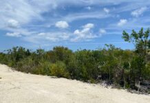 Road through blue iguana habitat ignites civil war over planning approvals The road constructed through blue iguana habitat in East End. - Photo: Supplied