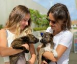 New US rules for dogs could be ‘catastrophic’ for Cayman