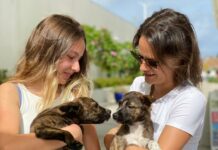 New US rules for dogs could be ‘catastrophic’ for Cayman