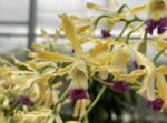 Wild banana orchid blooms for the world at Smithsonian Gardens