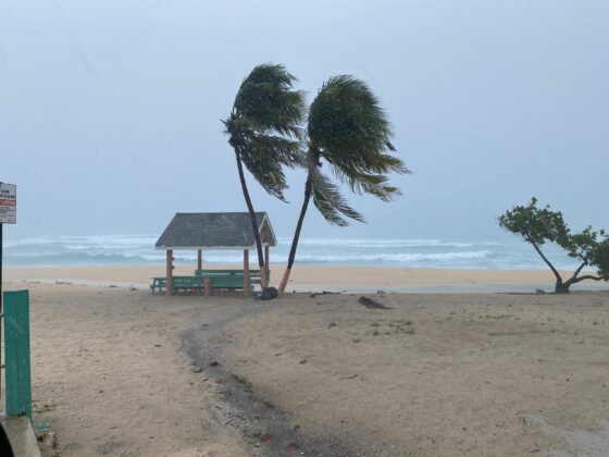 Trees are wind-tossed but still standing off West Bay Beach during the passage of Hurricane Beryl. - Photo: Taneos Ramsay