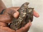 Cayman welcomes new batch of blue iguana babies