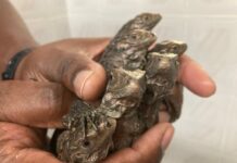 Cayman welcomes new batch of blue iguana babies