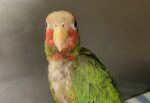 Arrest over caged Cayman parrot that ‘can sing like Whitney Houston’
