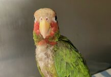 Arrest over caged Cayman parrot that ‘can sing like Whitney Houston’