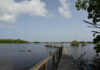 33-year-old abandoned document outlined development plan for Little Cayman Tarpon Pond on Little Cayman. - Photo: Norma Connolly