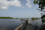 33-year-old abandoned document outlined development plan for Little Cayman Tarpon Pond on Little Cayman. - Photo: Norma Connolly