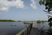 33-year-old abandoned document outlined development plan for Little Cayman Tarpon Pond on Little Cayman. - Photo: Norma Connolly