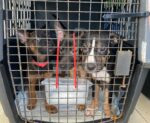 Stricter rules for dogs entering the US come into effect