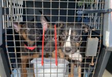 Stricter rules for dogs entering the US come into effect