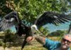 Rescued bird Magpie takes flight