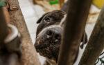 Warning over animal welfare as storm approaches