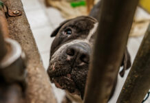 Warning over animal welfare as storm approaches