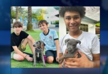Abandoned puppies get forever homes