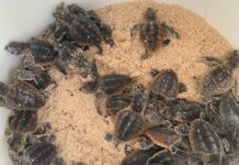 ‘Quiet’ turtle nesting season for Cayman
