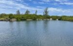 Cabinet grants MP’s family licence to dredge North Sound marine park This image shows where mangroves and seagrass in the North Sound will be removed to make way for The Isles at Newlands marine channel. - Photo: Department of Environment
