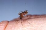 Cayman records first imported case of Oropouche virus The Oropouche virus is spread by the bite of the Culex quinquefasciatus mosquito, as well as a species of midge. - Photo: File