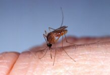 Cayman records first imported case of Oropouche virus The Oropouche virus is spread by the bite of the Culex quinquefasciatus mosquito, as well as a species of midge. - Photo: File