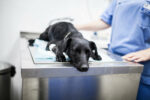 Vet shortages approaching crisis point amid government delays