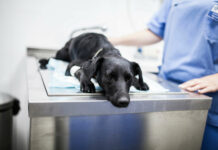 Vet shortages approaching crisis point amid government delays