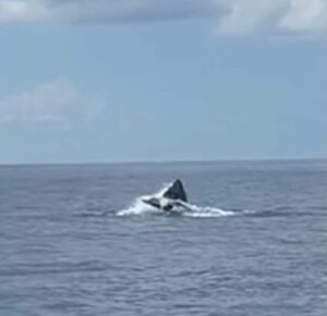 Curtis Eldemire took this photo of a sperm whale off Grand Cayman last year.