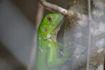 Invasive green hatchlings could prove a nuisance in September